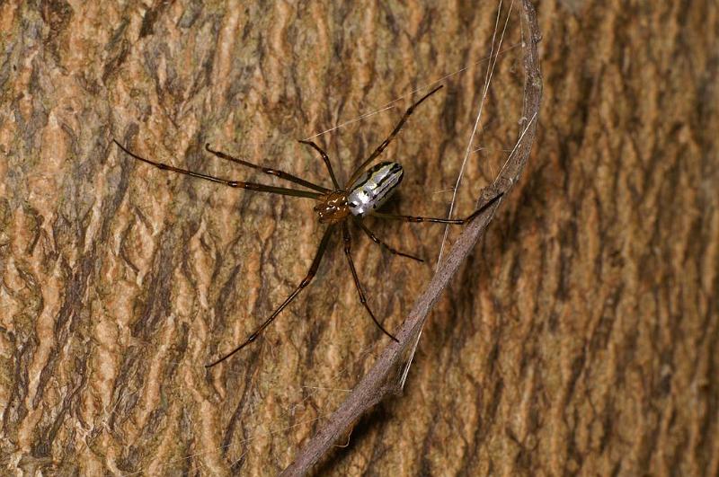 Leucage_granulata_D7702_Z_90_The Gap_Australie.jpg